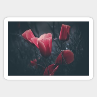 California poppies filtered Sticker